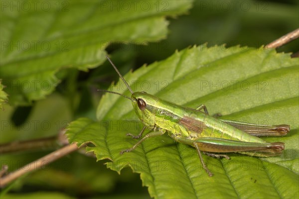 Small gold grasshopper