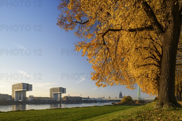 View from Poller Wiesen across the Rhine to Kranhauser