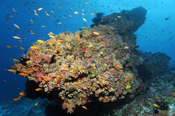 Coral reef