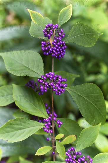 Profusion beautyberry
