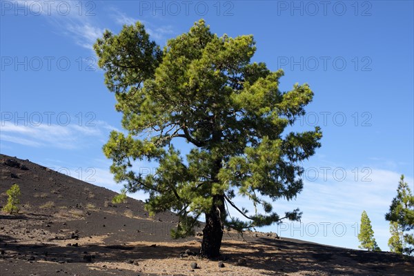 Canary Island pine