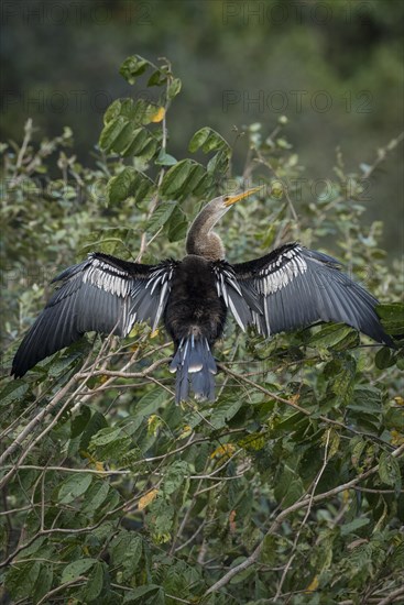 Anhinga or Water Turkey