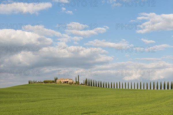 Country estate Poggio Covili with road lined with cypress trees