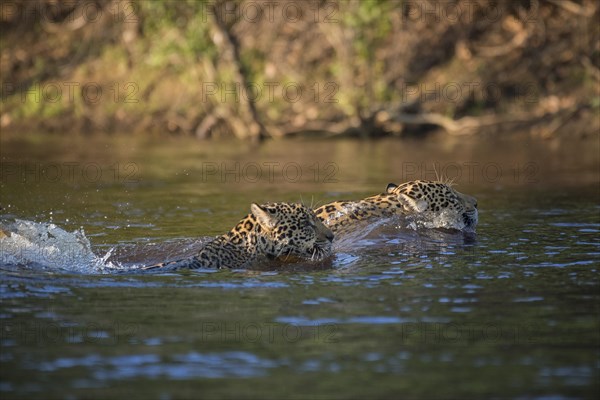 Two Jaguars