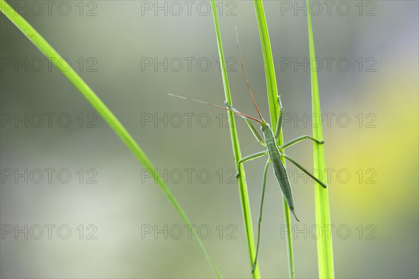Saga pedo bush cricket