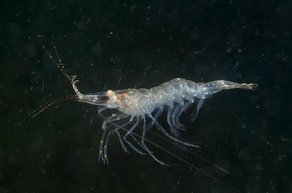 Baltic prawn