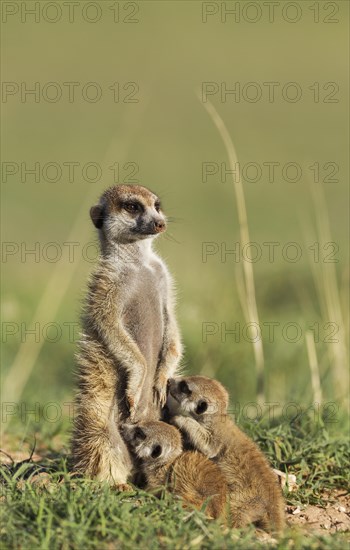 Suricates