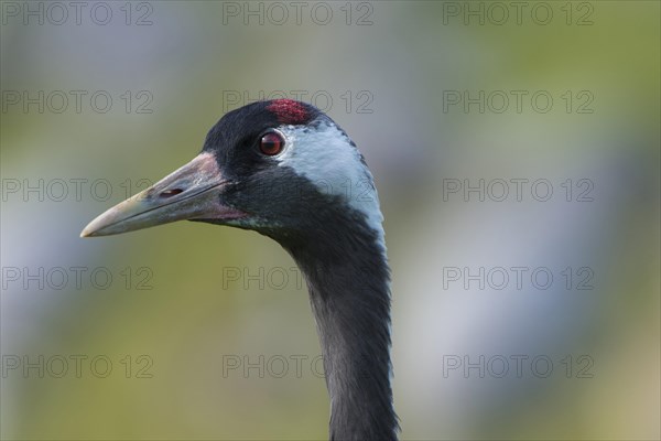 Common or European crane
