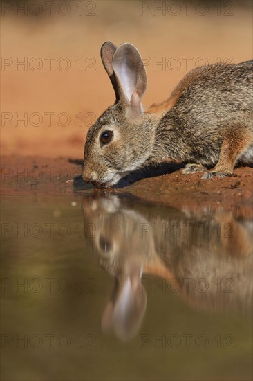Eastern Cottontail