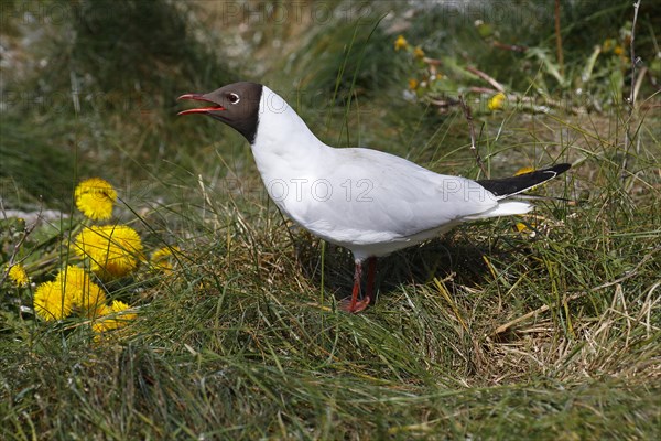 Calling black-headed gull