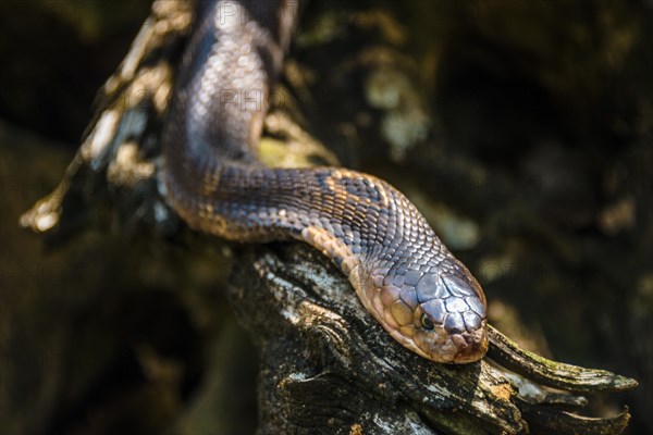 Common brown snake