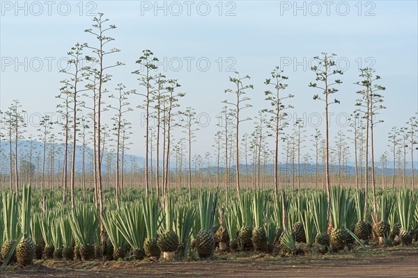 Sisal agave