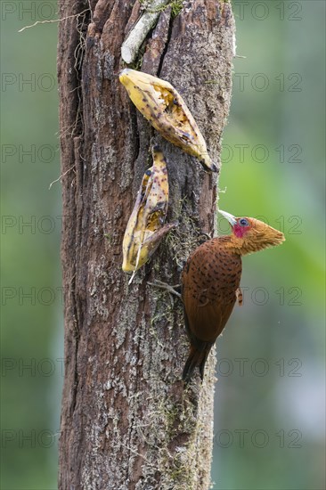 Chestnut-colored woodpecker