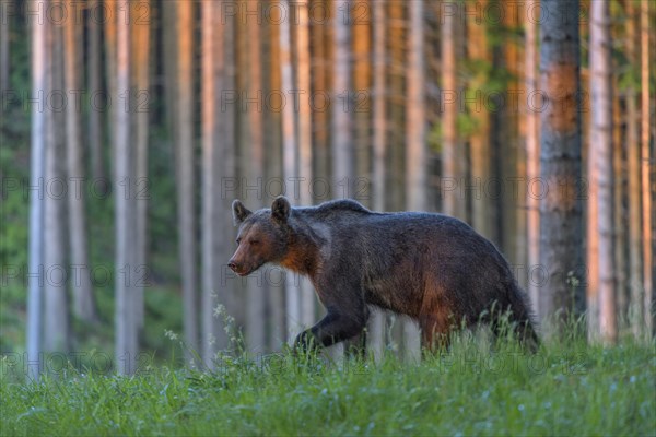 Brown bear
