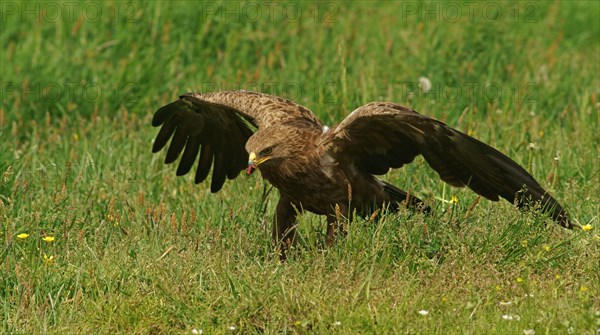 Lesser spotted eagle
