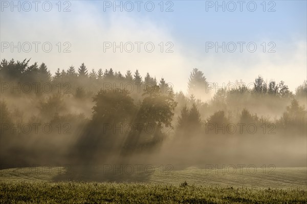 Sunbeams shine through forest in the morning mist