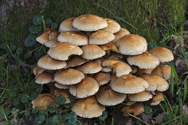 Shaggy scalycap