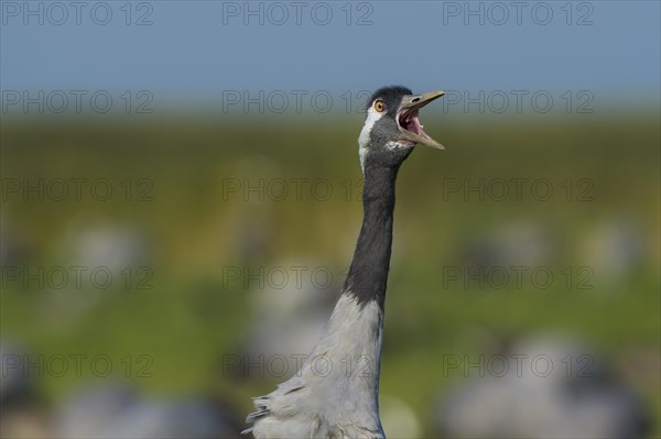 Common or European crane