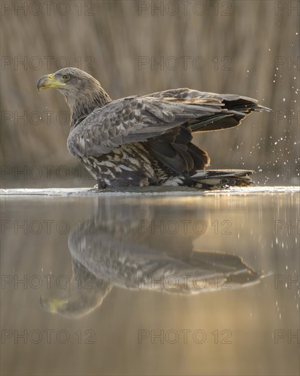 White-tailed eagle