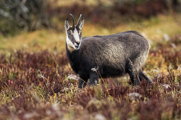 Chamois