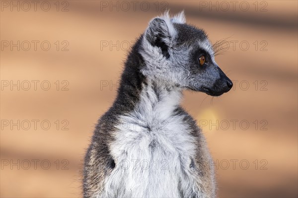 Ring-tailed lemur