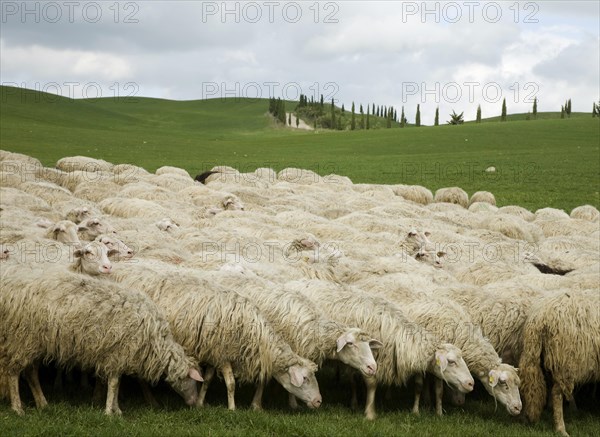 Flock of sheep