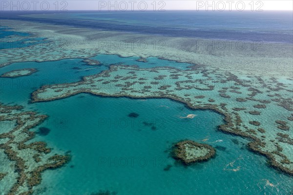 Coral Reef