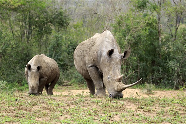 White rhinoceroses