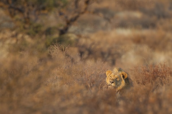 Lion
