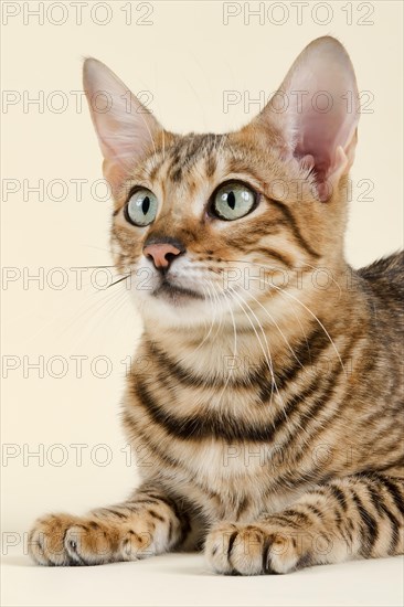 Breedcat Toyger