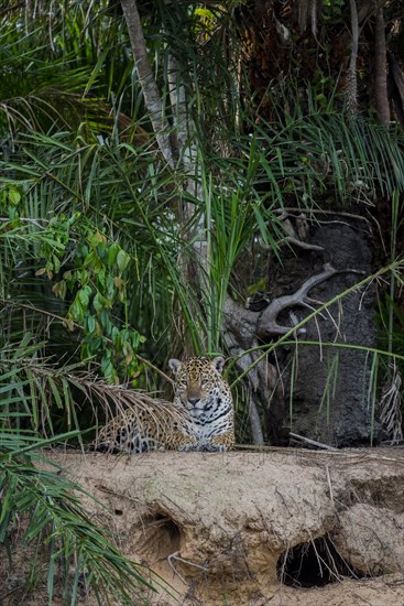 Jaguar