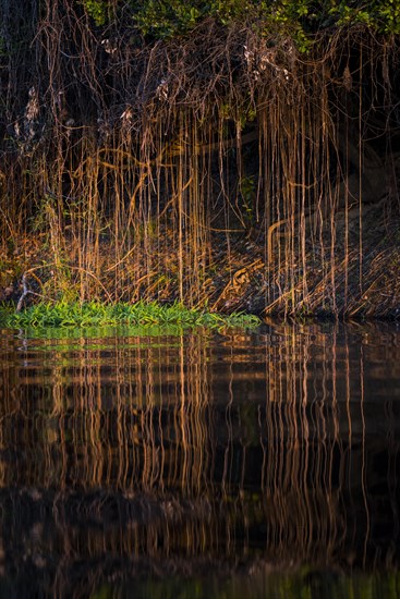 Aerial roots on the banks of the Rio Negro