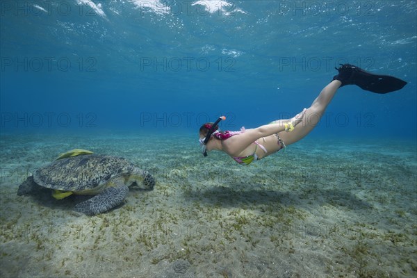 Woman with mask and fins snorkling with Green Sea Turtle
