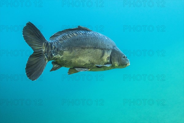 Mirror carp