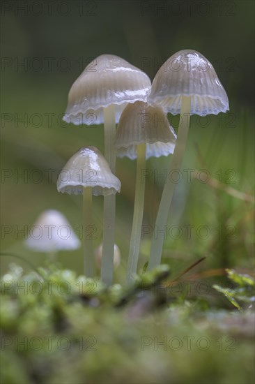 Bonnet