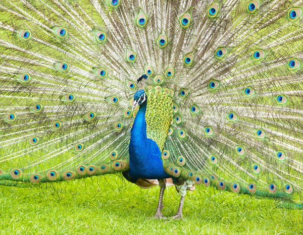 Blue Peafowl