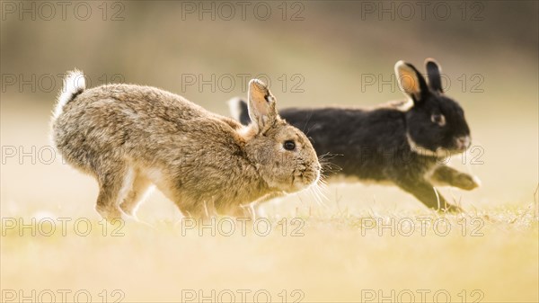 Two rabbits