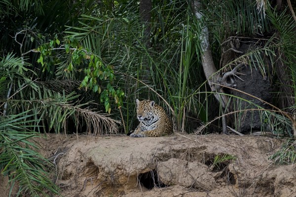 Jaguar