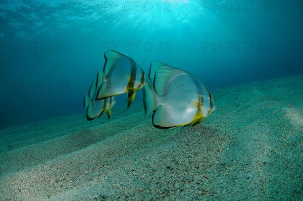 School of Teira Batfish