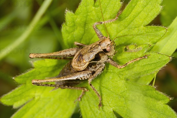 Dark Bush-Cricket