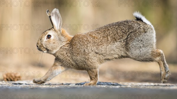 Wild rabbits