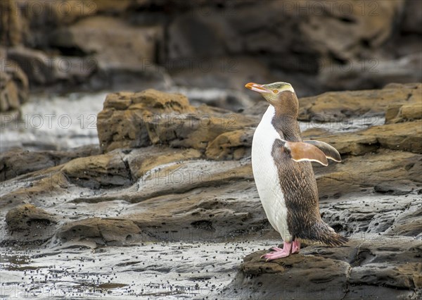 Yellow-eyed penguin