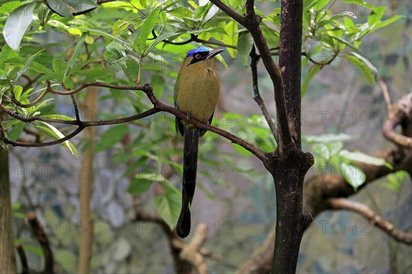 Blue-crowned motmot