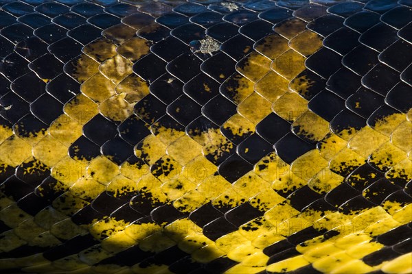 Yellow anaconda