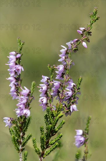 Heather