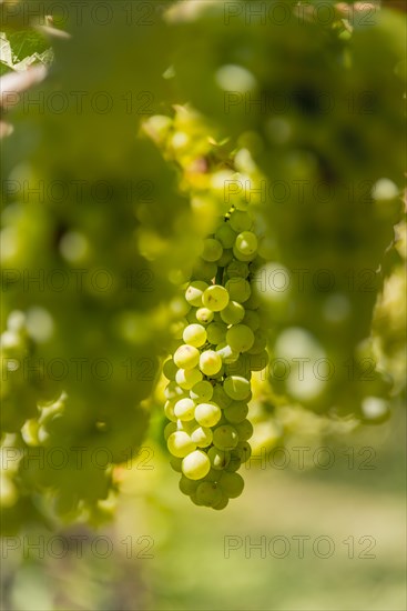 Green grapes