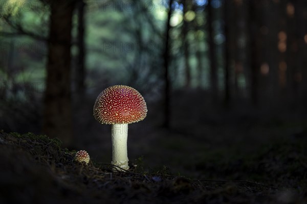 Fly agarics