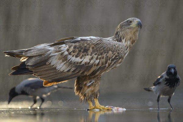 White-tailed eagle