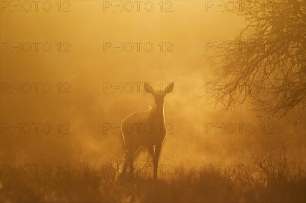 Greater Kudu