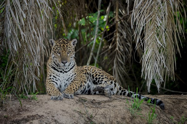Jaguar